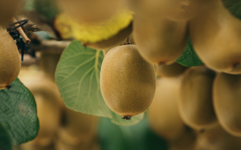 百果园通过聆讯，净利润率凸显水果生意“心酸”