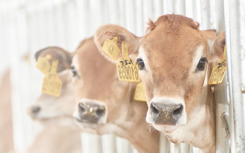 认养一头牛没「实话」