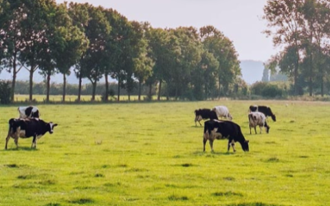净利增速近五年首次下滑，妙可蓝多结束业绩“狂飙”