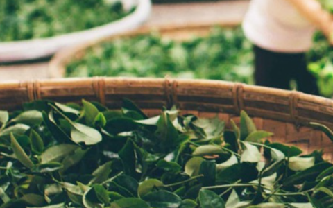 资本这个壶里，3000亿中国茶泡出了什么味？