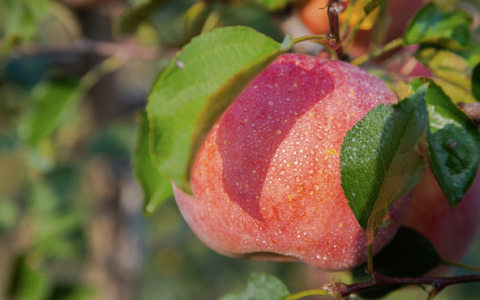 如何做一颗「好吃」的水果？百果园ESG给出答案