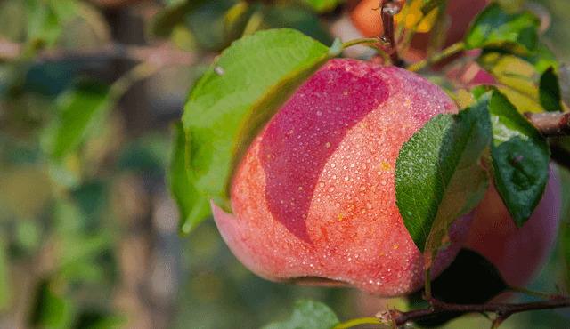 如何做一颗「好吃」的水果？百果园ESG给出答案