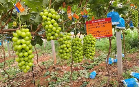 “阳光玫瑰”小败局