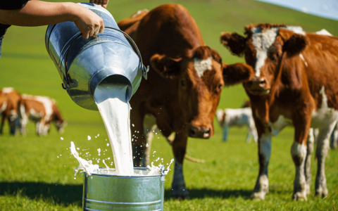 伊利，前瞻三步开外