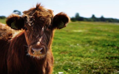 中国乳企的下半场