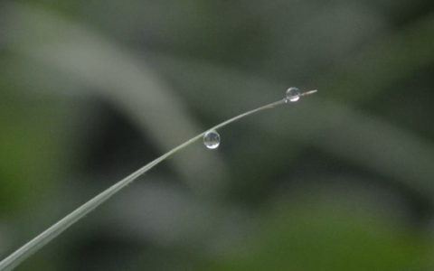 爱美客股价跳水的原因找到了