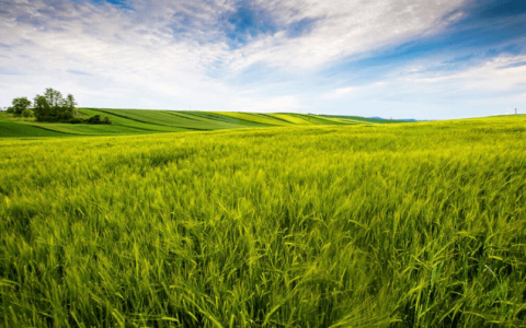 定增73.5亿，新希望为“过冬”添厚衣、储粮草？