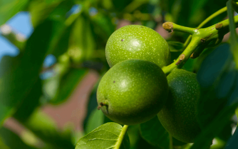 六个核桃，经销商跑了？