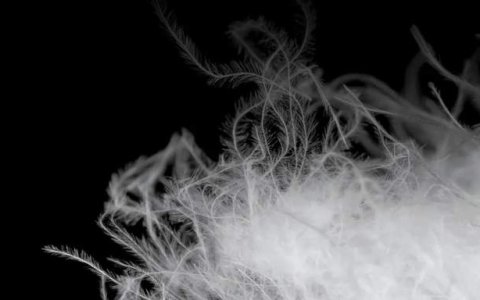 百亿鸭鸭与波司登开始掰手腕？