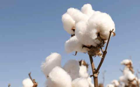 全棉时代，李建全的「马拉松」