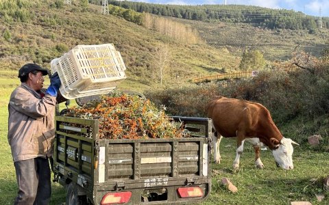 北漂返乡、日销千单：吕梁沙棘产业借拼多多实现人才、销量“双回流”