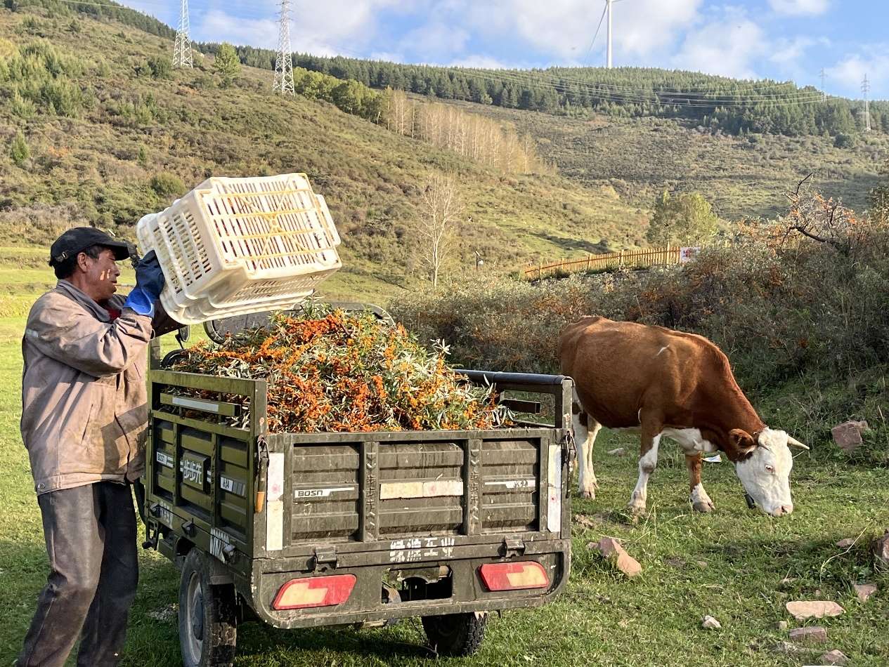 北漂返乡、日销千单：吕梁沙棘产业借拼多多实现人才、销量“双回流”