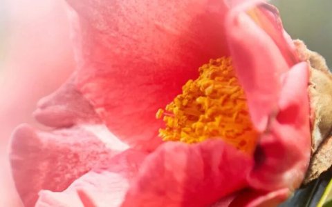 狂销 5000万瓶、年入20亿！这朵红山茶花即将开在港股？