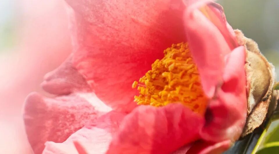 狂销 5000万瓶、年入20亿！这朵红山茶花即将开在港股？